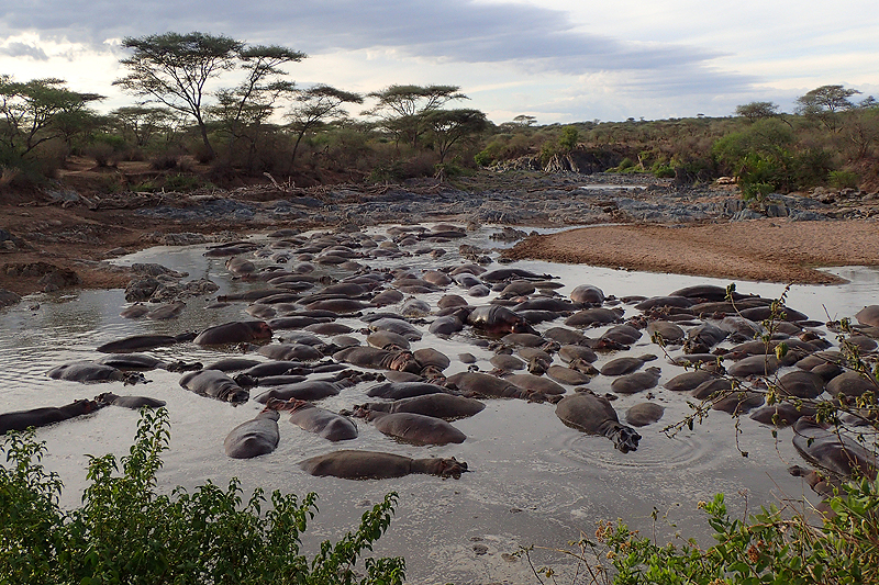 Serengeti