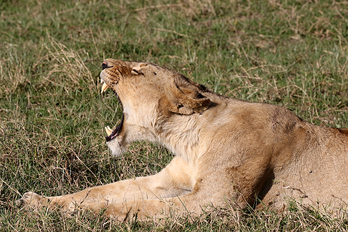 TANZANIE - Ngorongoro