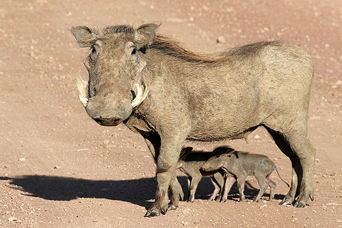 TANZANIE - Ngorongoro