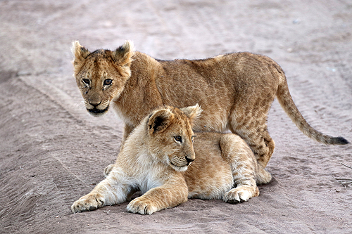 TANZANIE - Serengeti