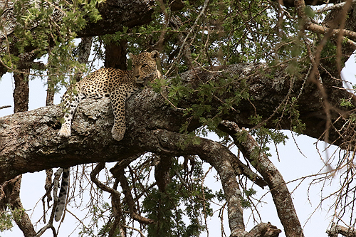 TANZANIE - Serengeti