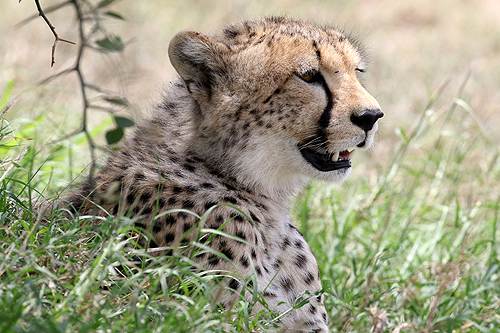 TANZANIE - Serengeti