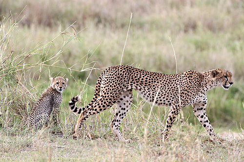 TANZANIE - Tarangire