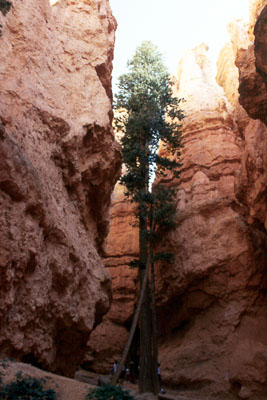 Bryce Canyon