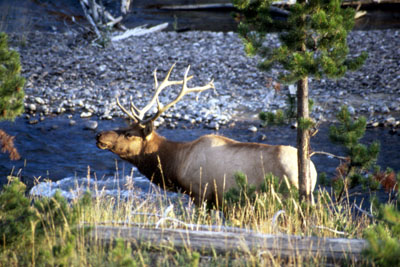 OUEST AMERICAIN - Yellowstone