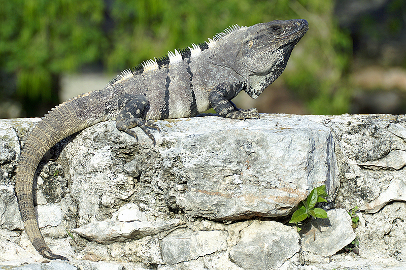 Uxmal