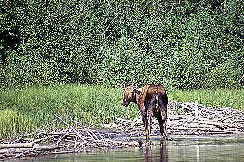 YUKON & VANCOUVER - [q]Yukon River[q] - Km 559