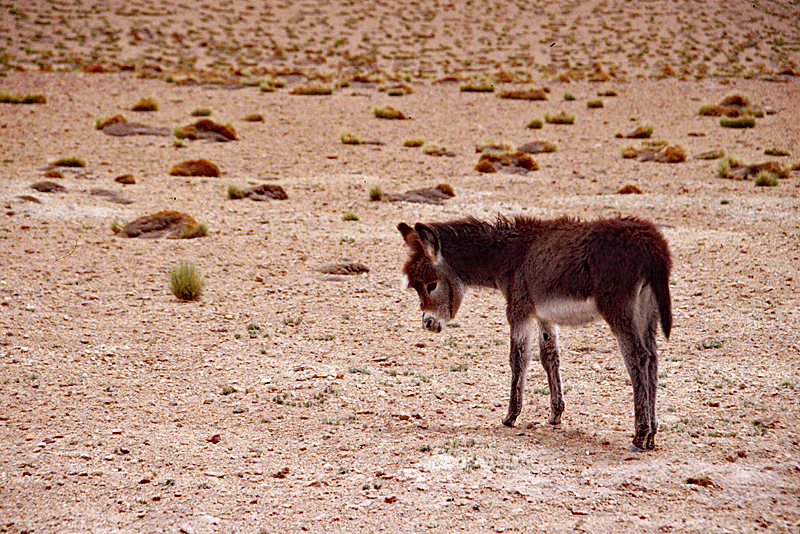 Bolivie