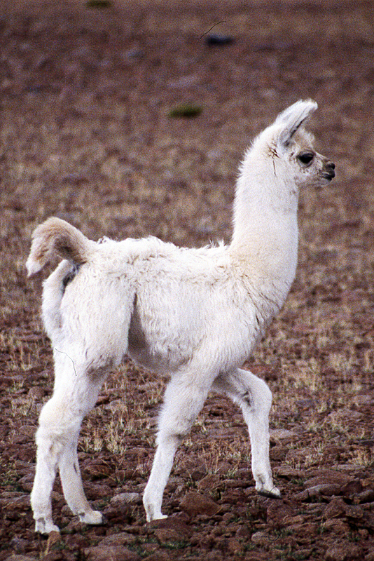 Bolivie