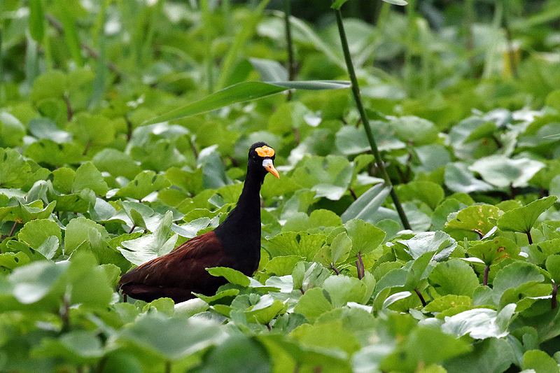 A proximité de la réserve de Pacuare