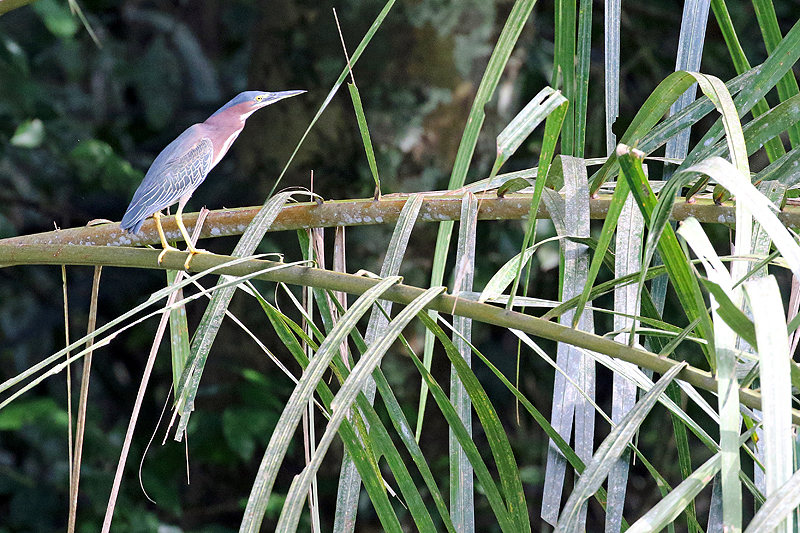A proximité de la réserve de Pacuare