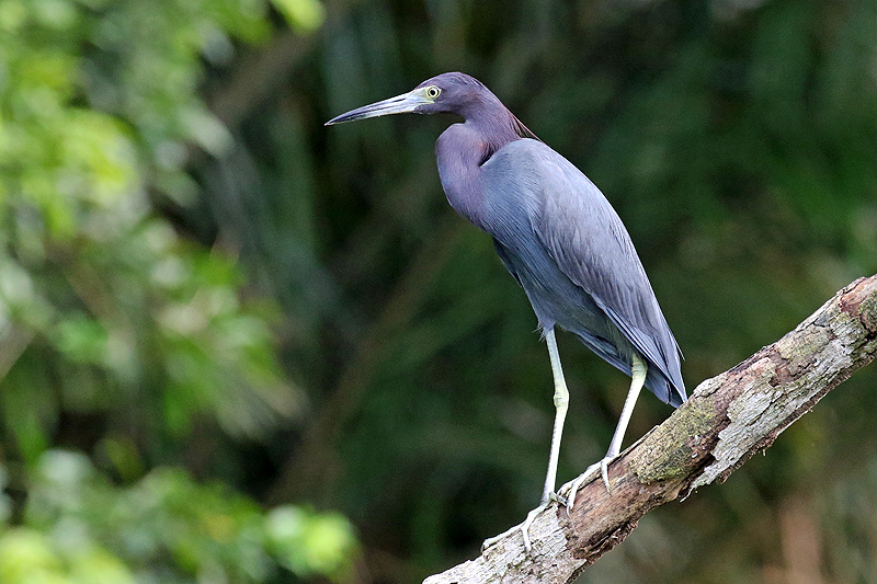 A proximité de la réserve de Pacuare