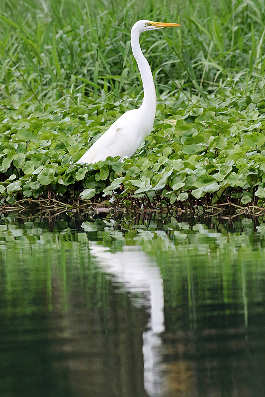 A proximité de la réserve de Pacuare