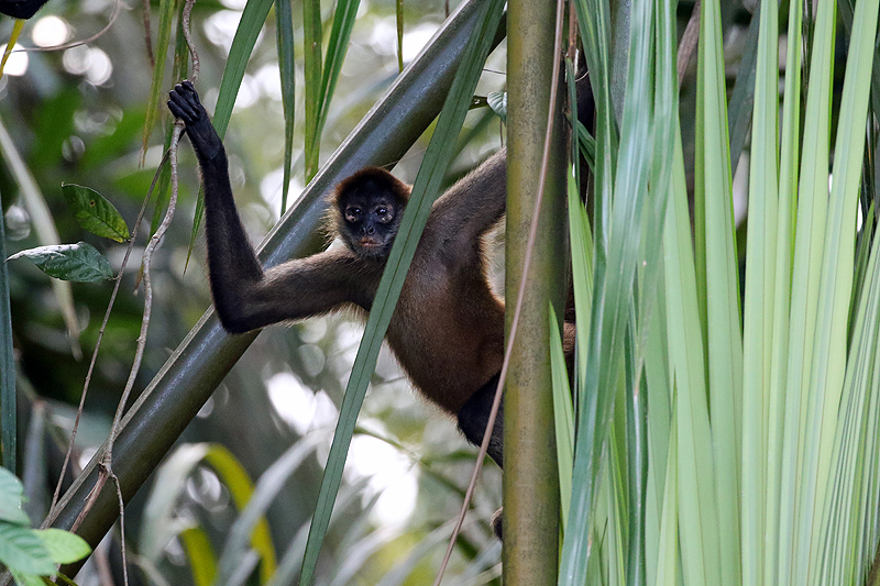 A proximité de la réserve de Pacuare