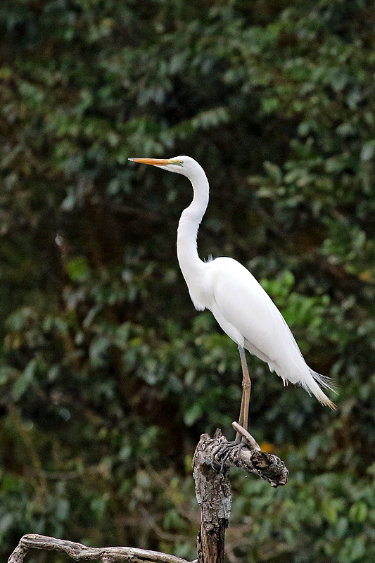 A proximité de la réserve de Pacuare