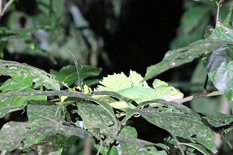 A proximité de [q]La Fortuna[q]