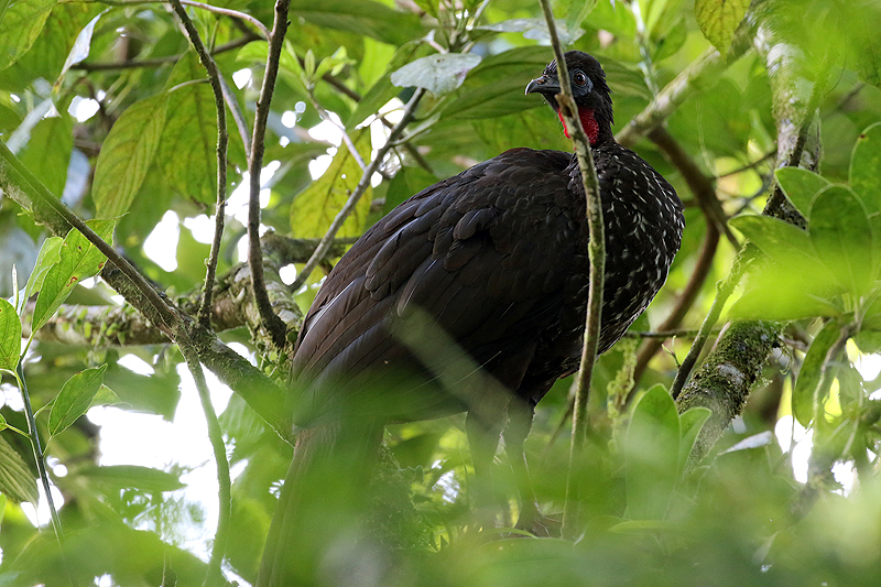 Réserve (parc) de Mistico