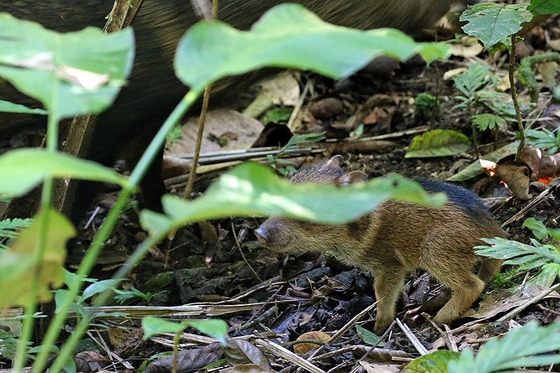 Réserve (parc) de Mistico