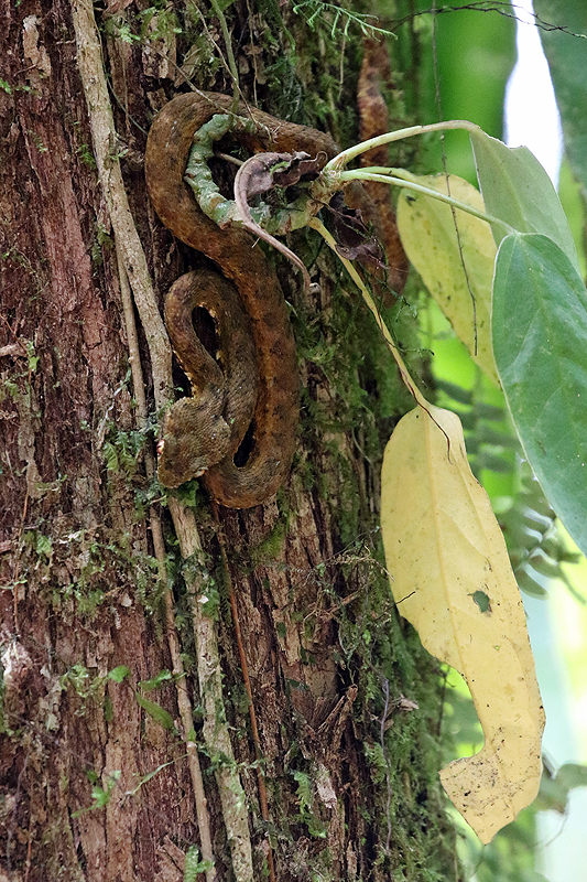 Réserve (parc) de Mistico