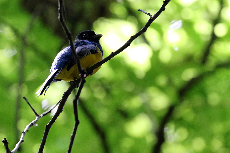 Réserve (parc) de Mistico