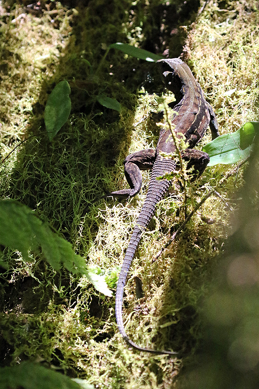 Réserve (parc) de Mistico