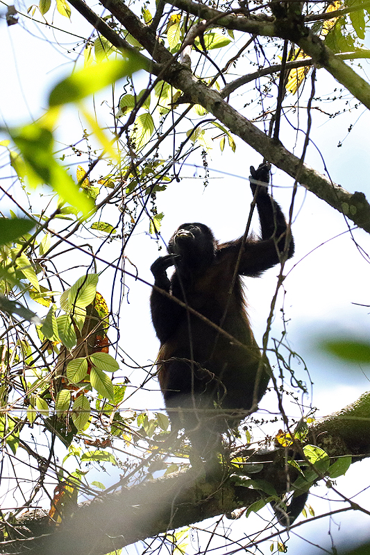 Réserve (parc) de Mistico