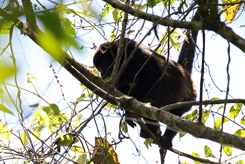 Réserve (parc) de Mistico