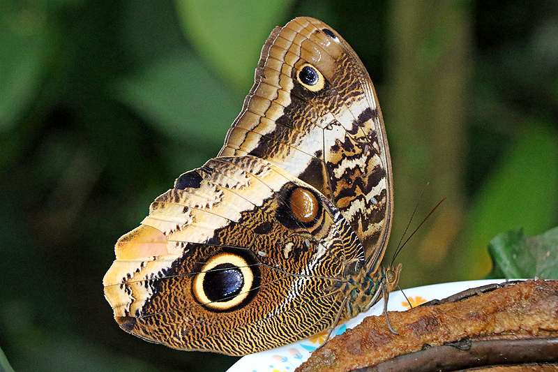 Jardin des papillons de Monteverde