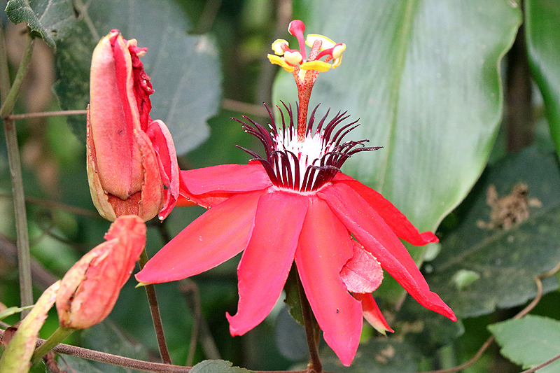 Jardin des papillons de Monteverde