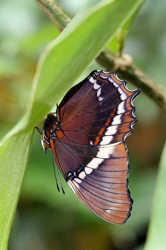 Jardin des papillons de Monteverde