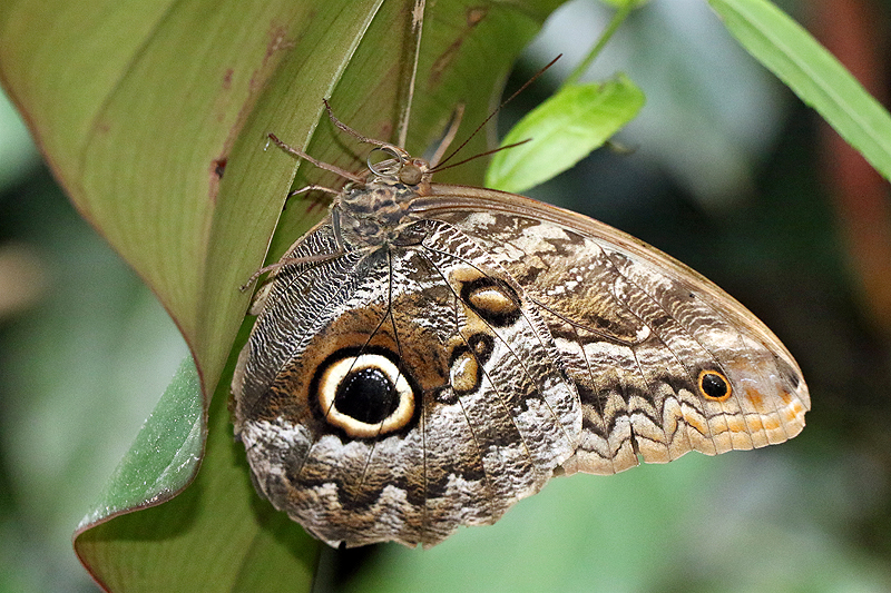 Jardin des papillons de Monteverde