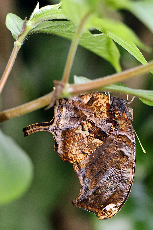 Jardin des papillons de Monteverde
