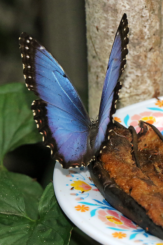 Jardin des papillons de Monteverde