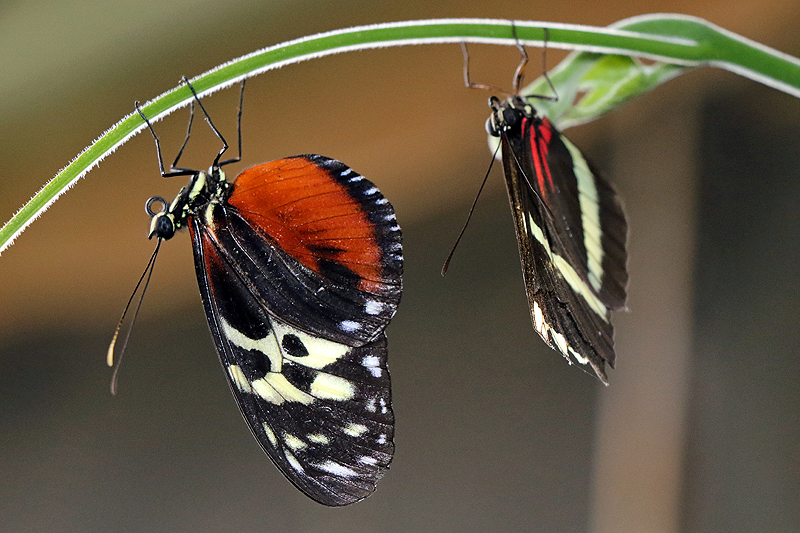 Jardin des papillons de Monteverde