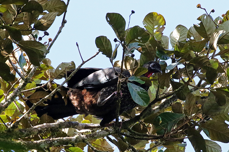 Réserve de [q]Curi Cancha[q]