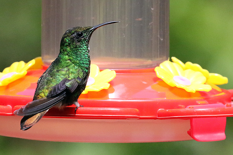 Réserve de [q]Curi Cancha[q]