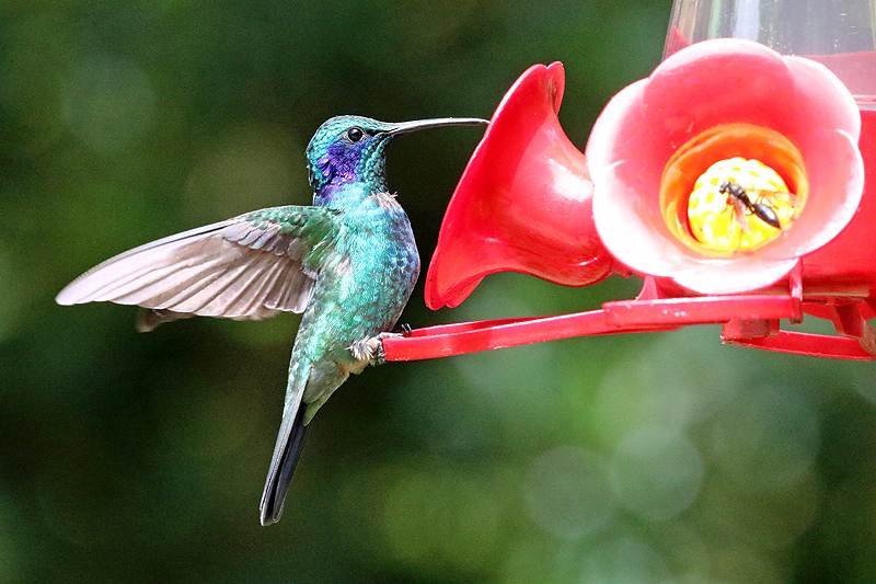 Réserve de [q]Curi Cancha[q]