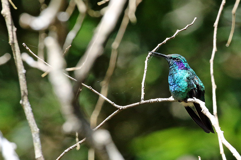 Réserve de [q]Curi Cancha[q]