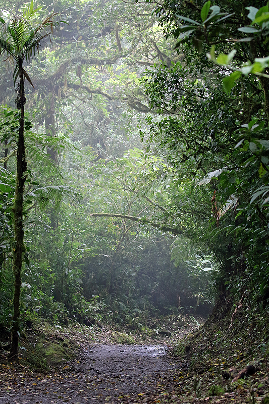 Réserve de Monteverde