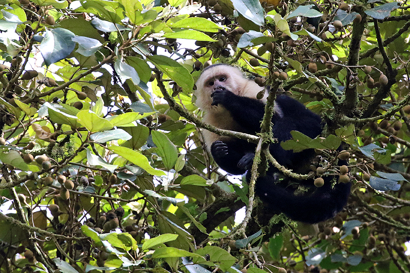 Réserve de Monteverde