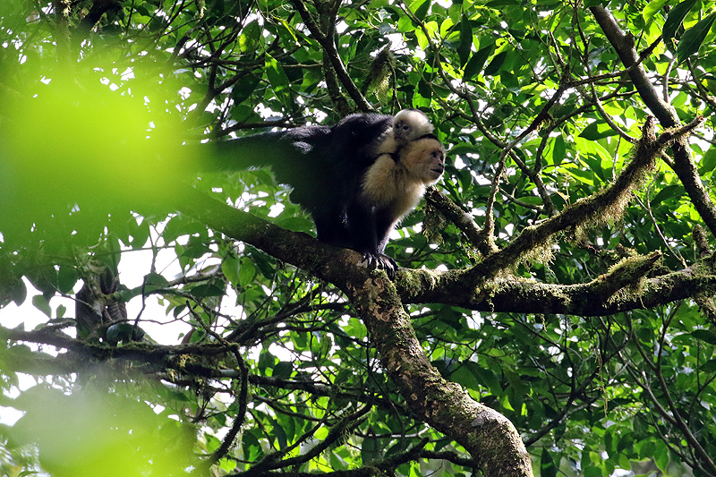 Réserve de Monteverde