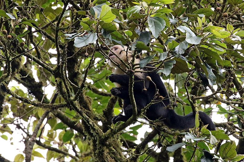 Réserve de Monteverde