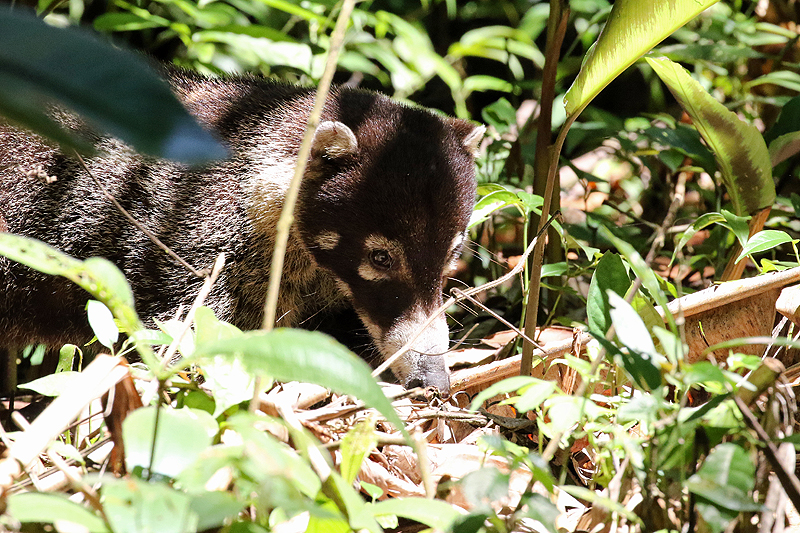 Parc national [q]Manuel Antonio[q]
