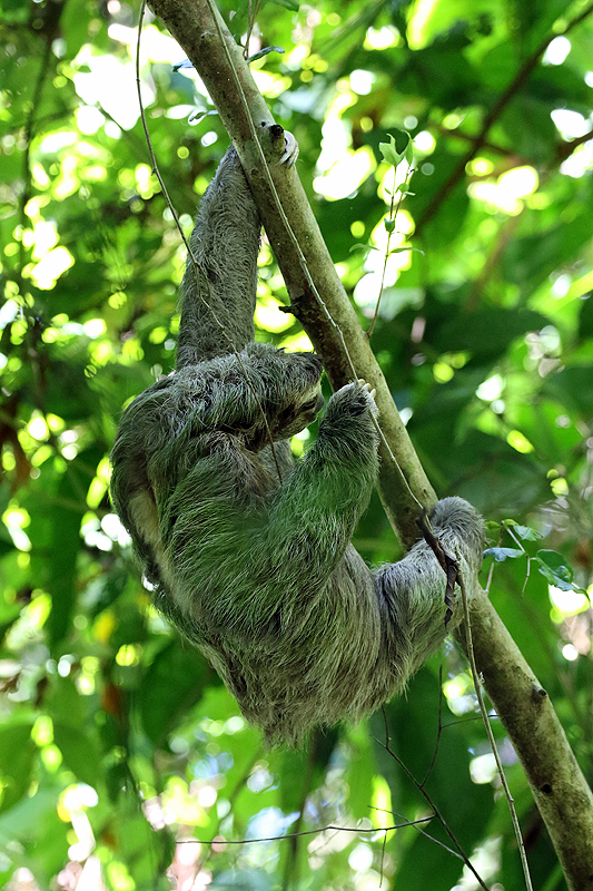 Parc national [q]Manuel Antonio[q]