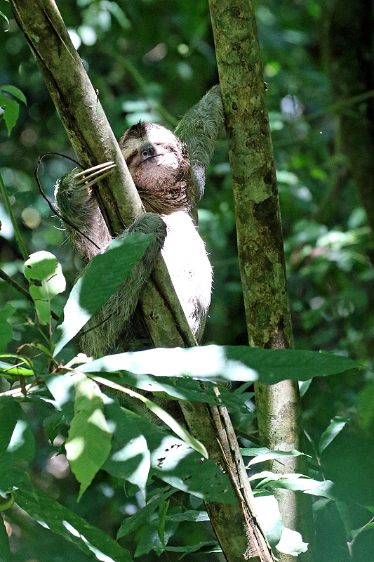 Parc national [q]Manuel Antonio[q]