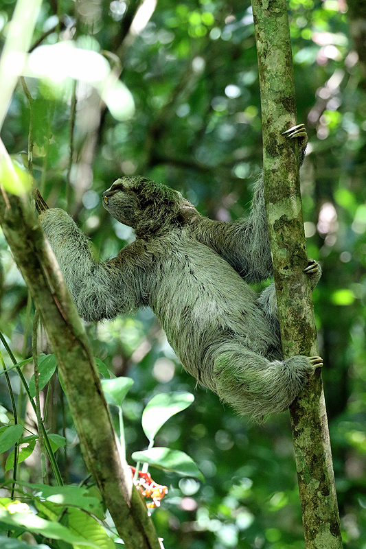 Parc national [q]Manuel Antonio[q]