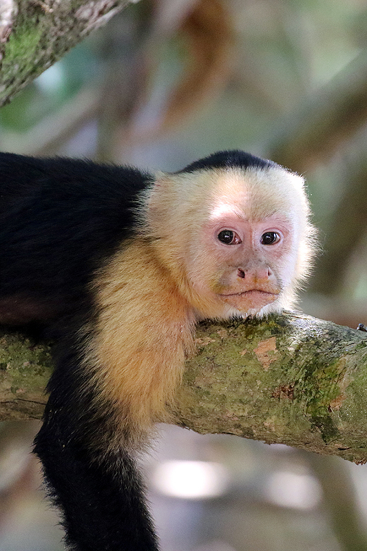 Parc national [q]Manuel Antonio[q]