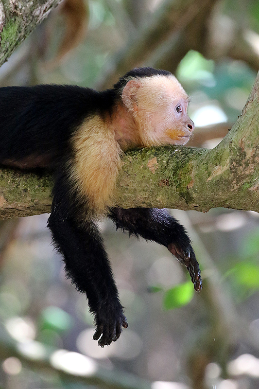 Parc national [q]Manuel Antonio[q]