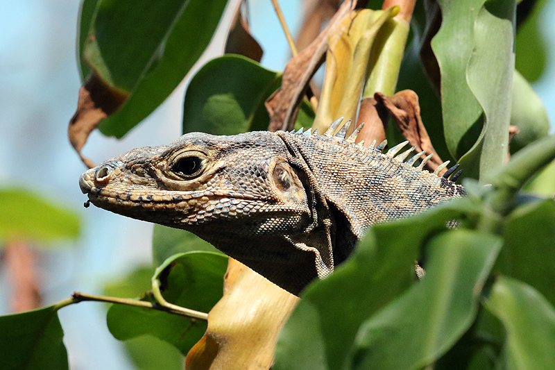 Parc national [q]Manuel Antonio[q]