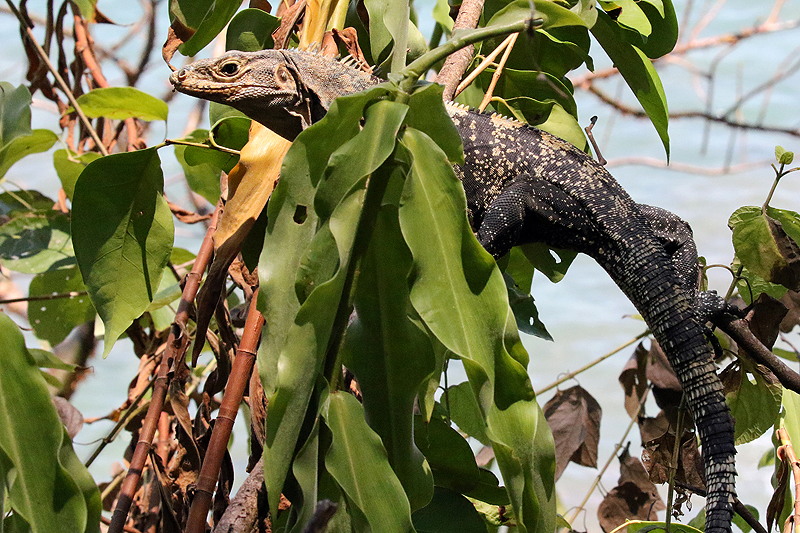 Parc national [q]Manuel Antonio[q]